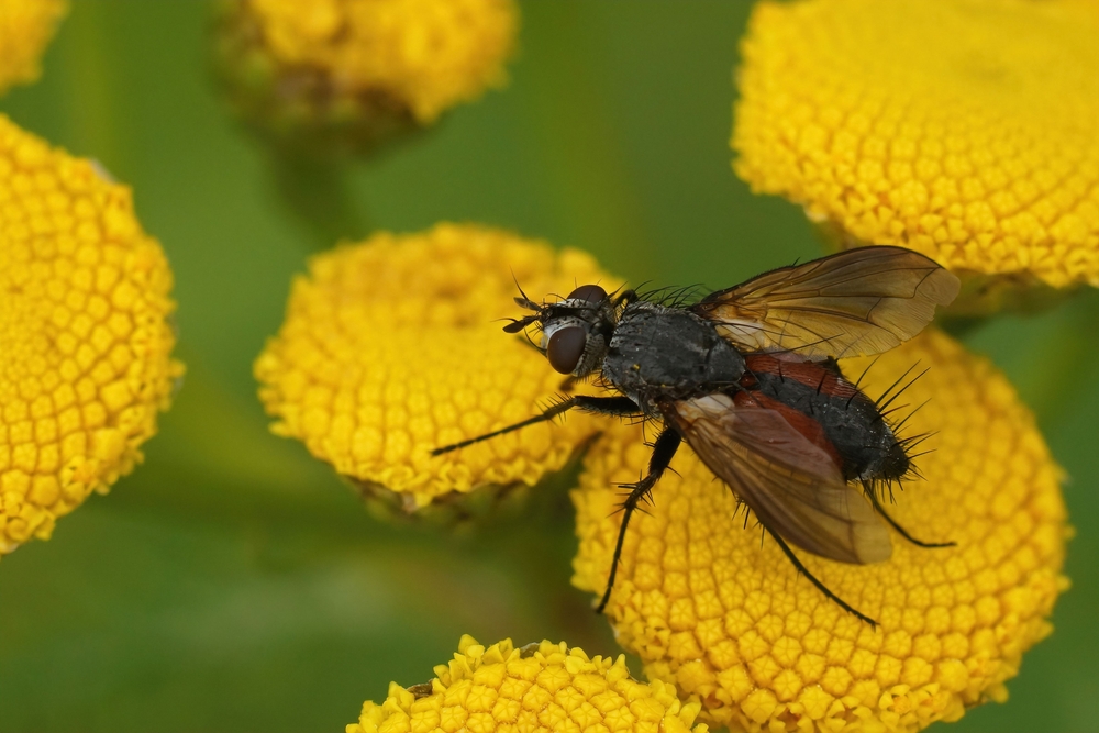 Tachinid flies