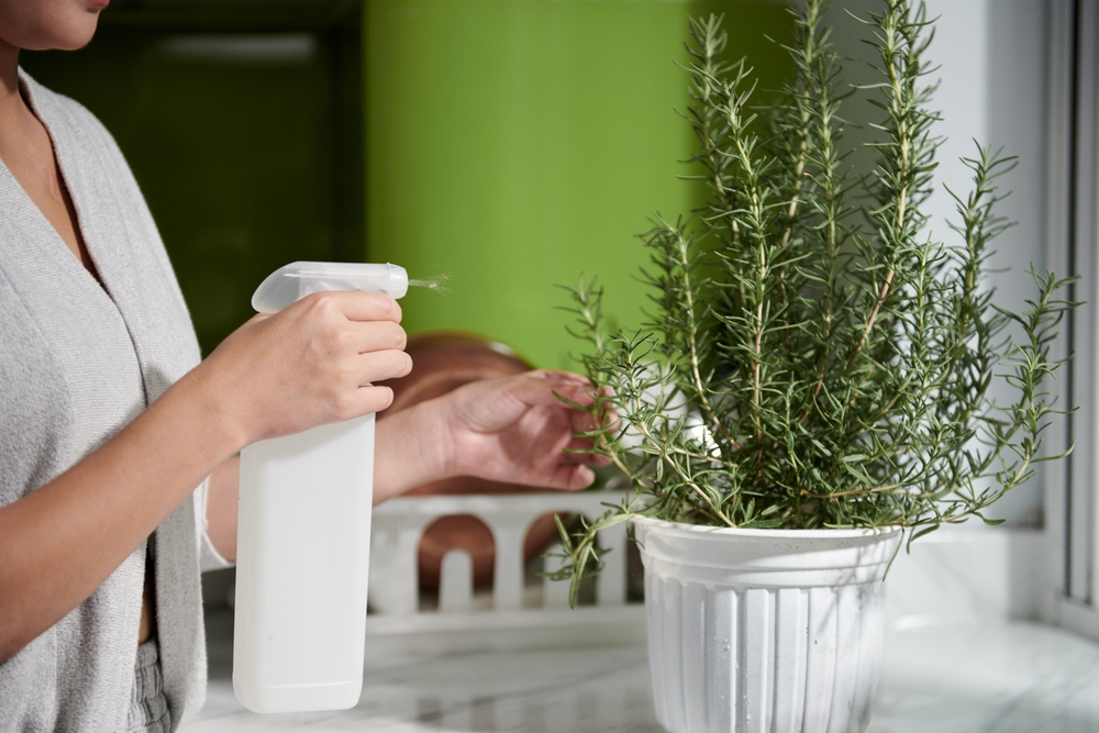 rosemary topiary