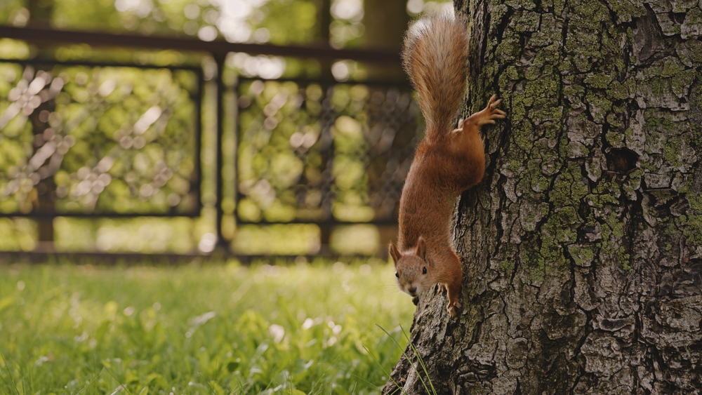 squirrel running down a tree