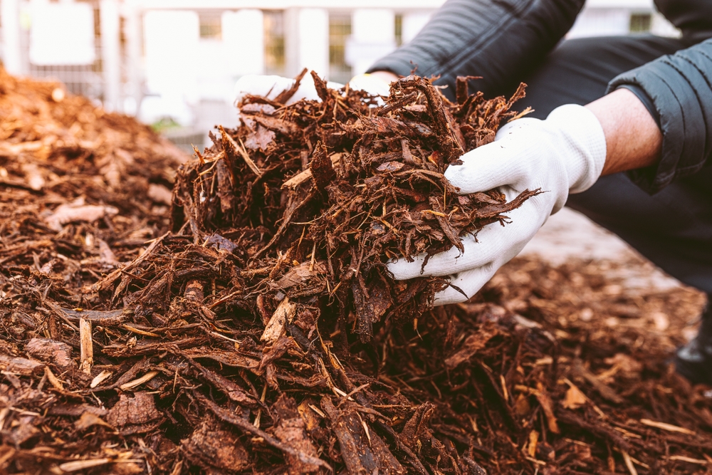 mulch being used in the garden