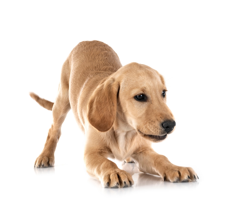dog play bow