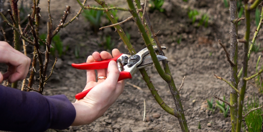 pruning in the winter