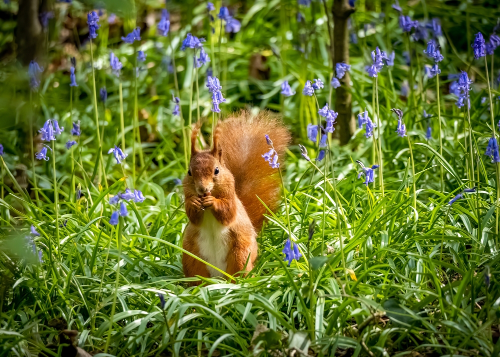squirrel eating