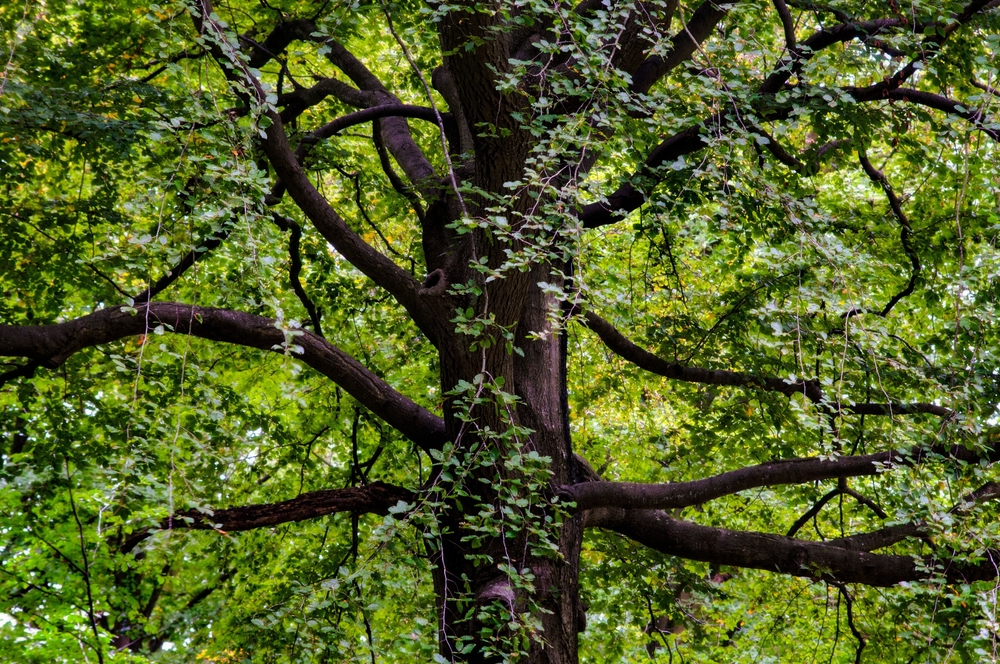 walnut tree in winter