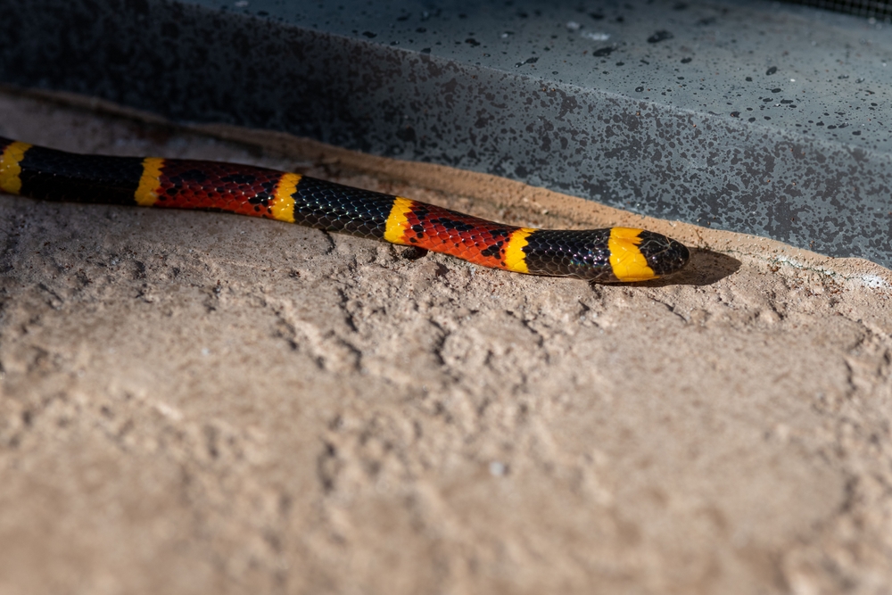 Texas coral snake