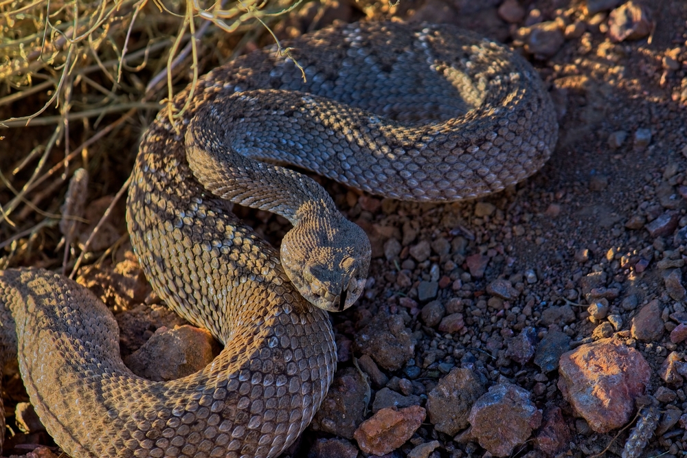 Western diamondback rattlesnake