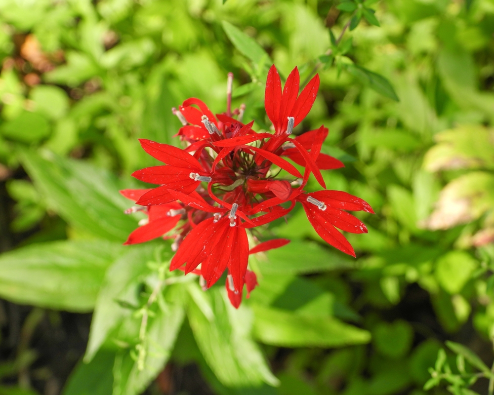 Cardinal Flower