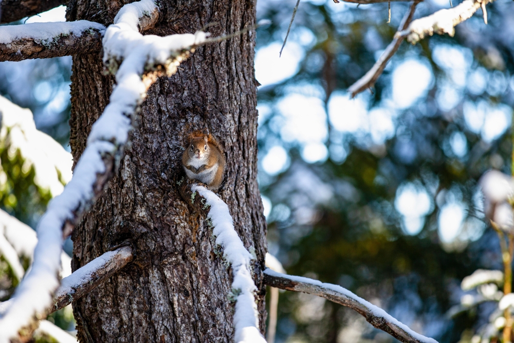 squirrel in winter