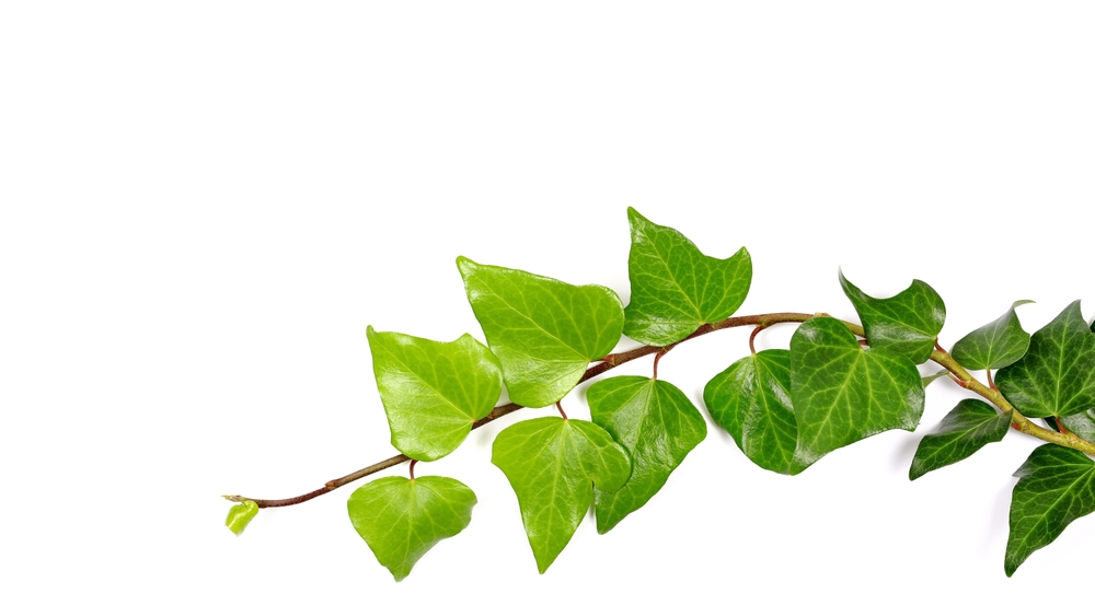 Devil’s Ivy