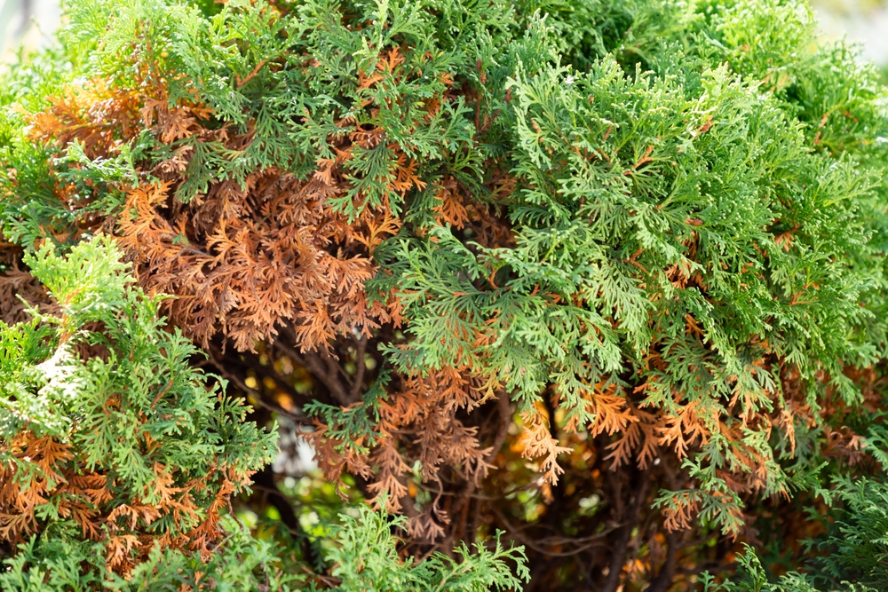 winter burn on evergreen trees