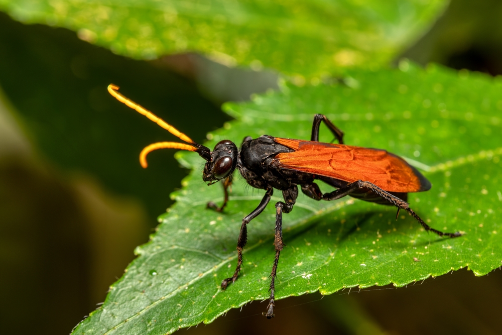 Tarantula hawk wasp