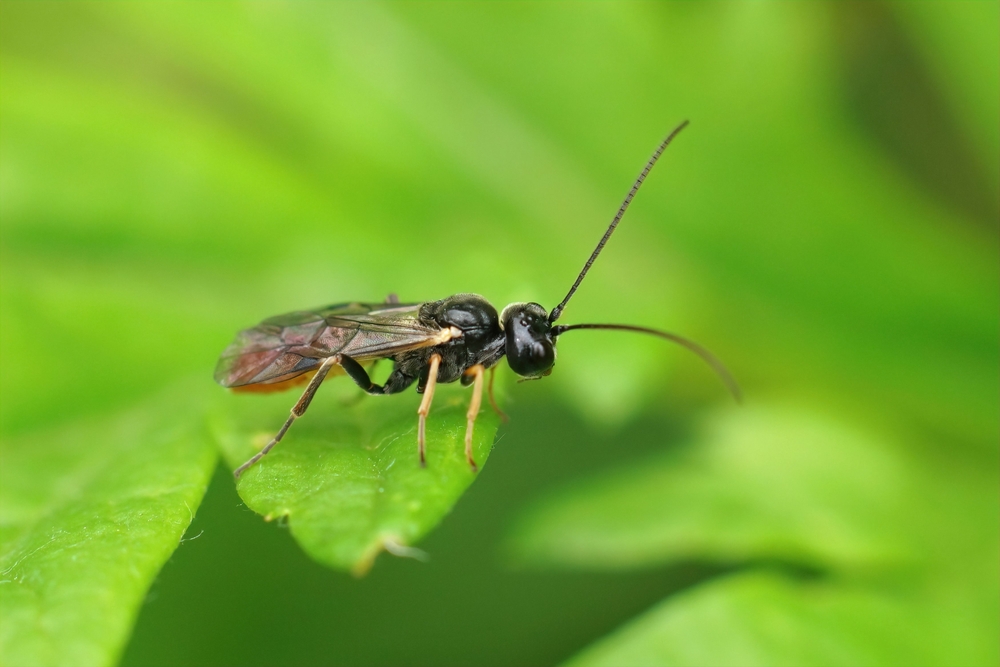 Parasitic wasp