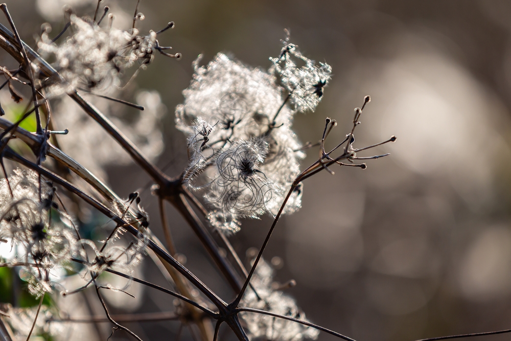 clematis in winter