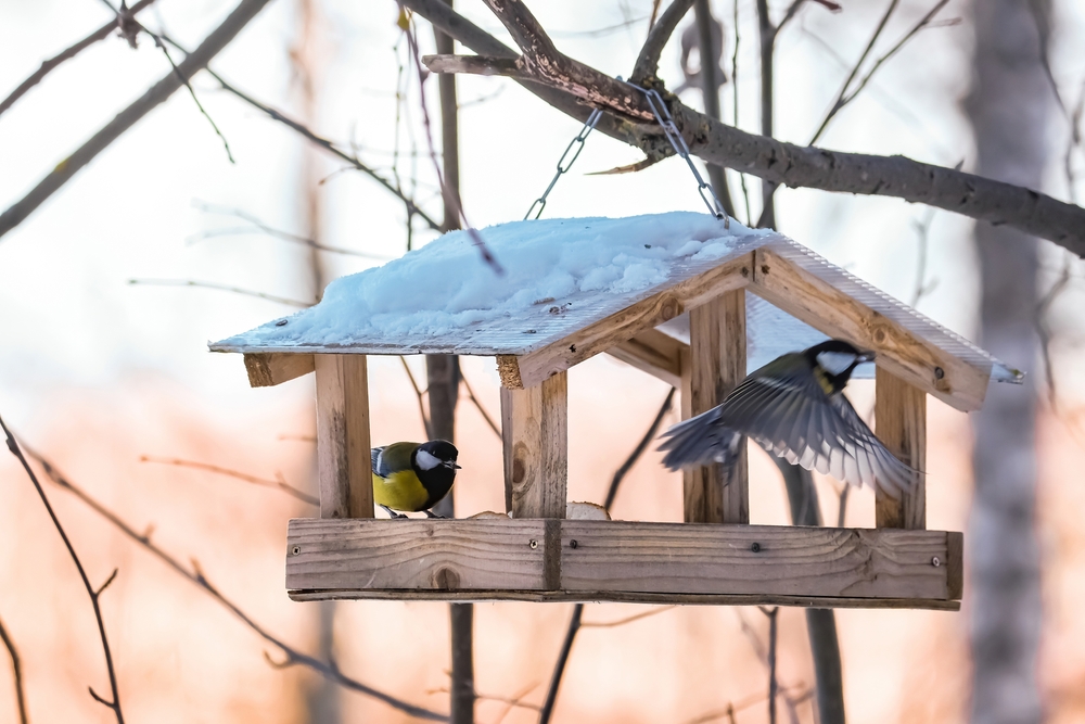 feeding birds in winter