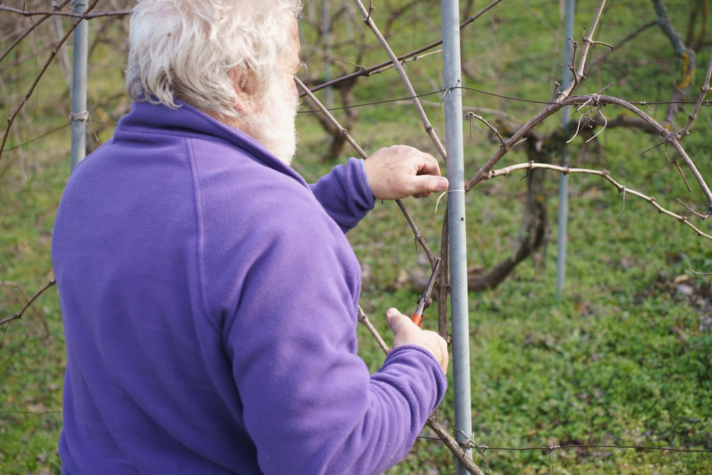 pruning a grape vine in winter
