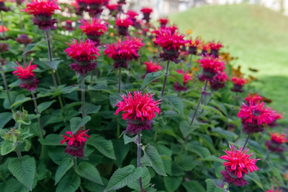 Scarlet Bee Balm