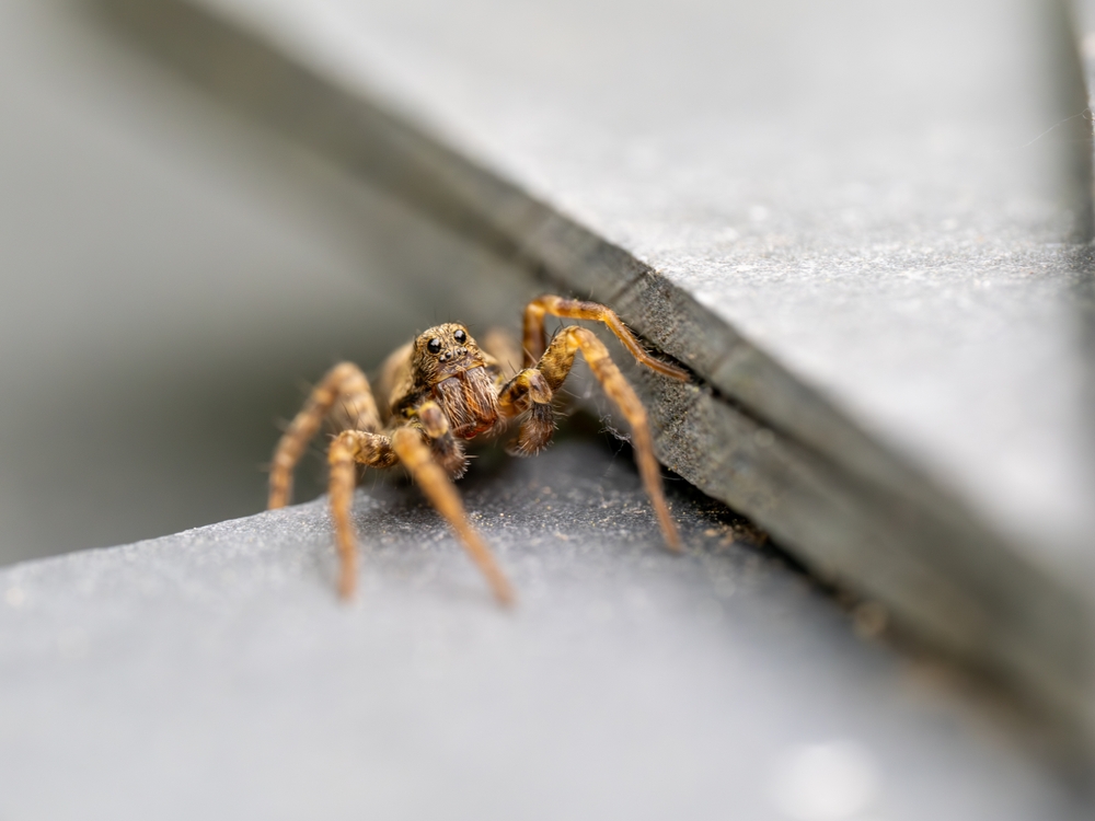 wolf spider