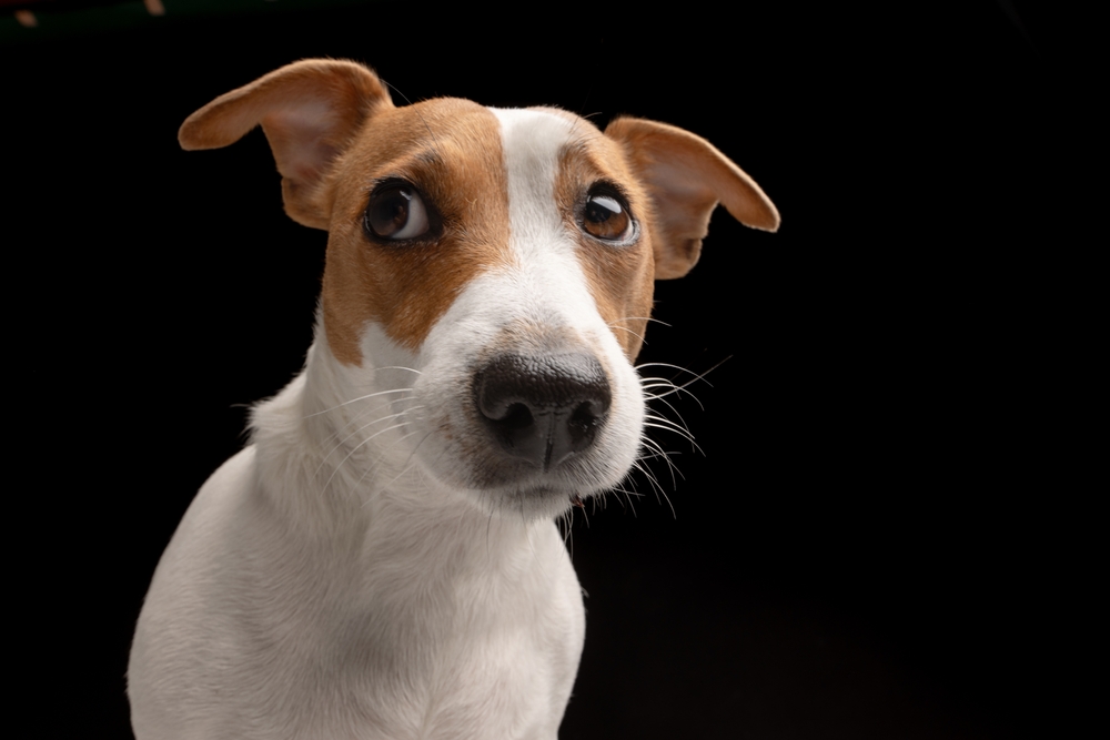 scared looking Jack Russell dog