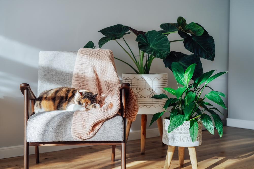 house plants in a home near a chair
