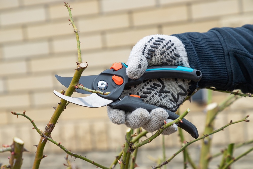 pruning in winter
