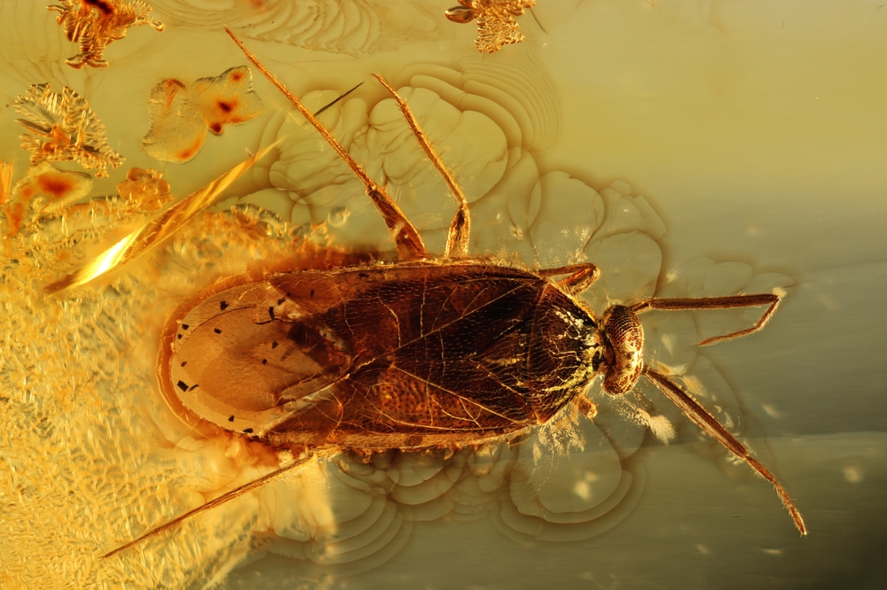 Minute pirate bugs