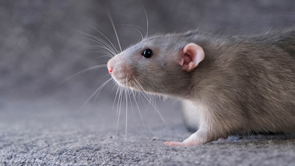 gray rat