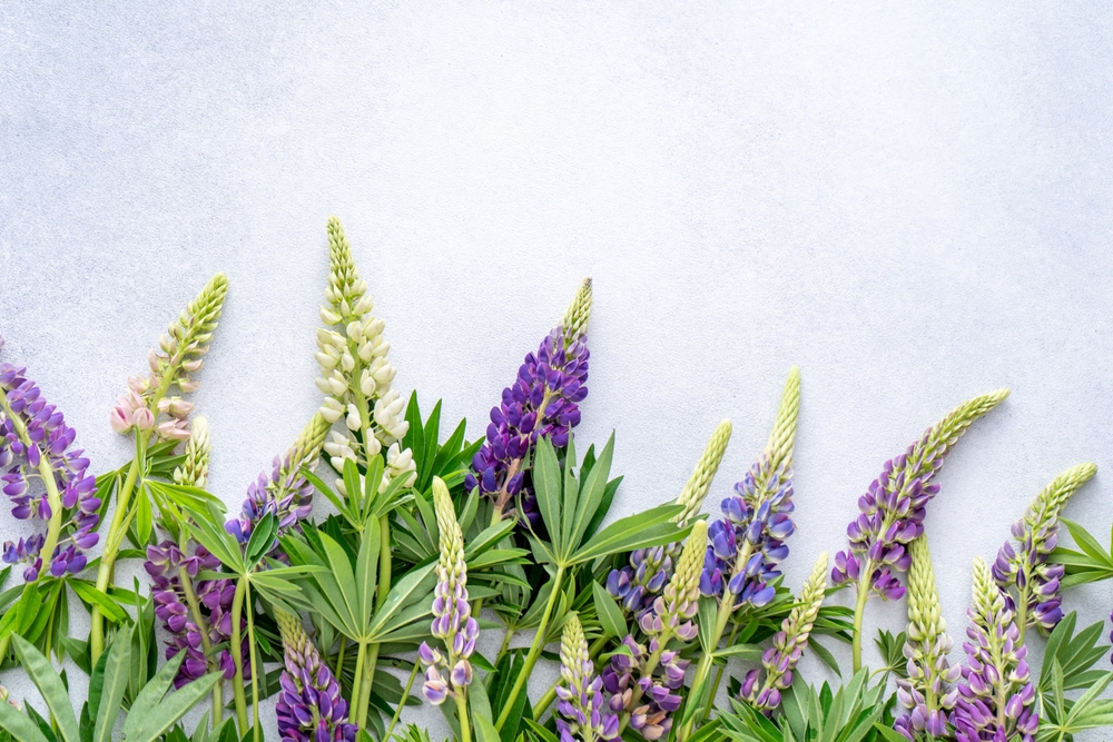 Lupine flowers