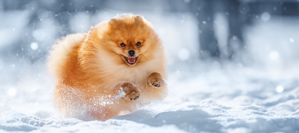 dog doing zoomies in the snow