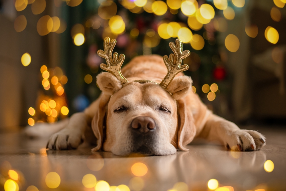 dog with antlers on at Christmas