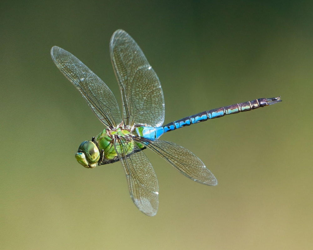 dragonfly
