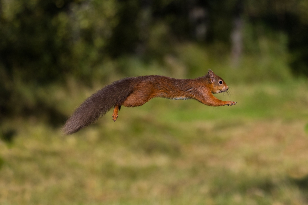 red squirrel mid jump