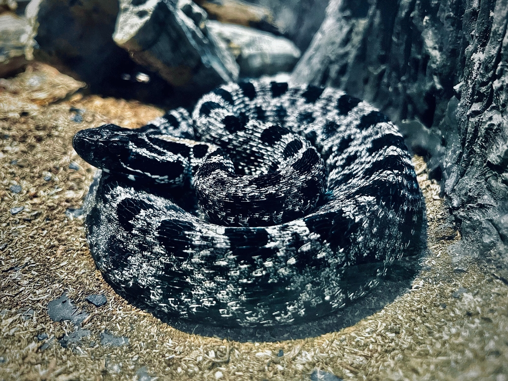 Sistrurus miliarius