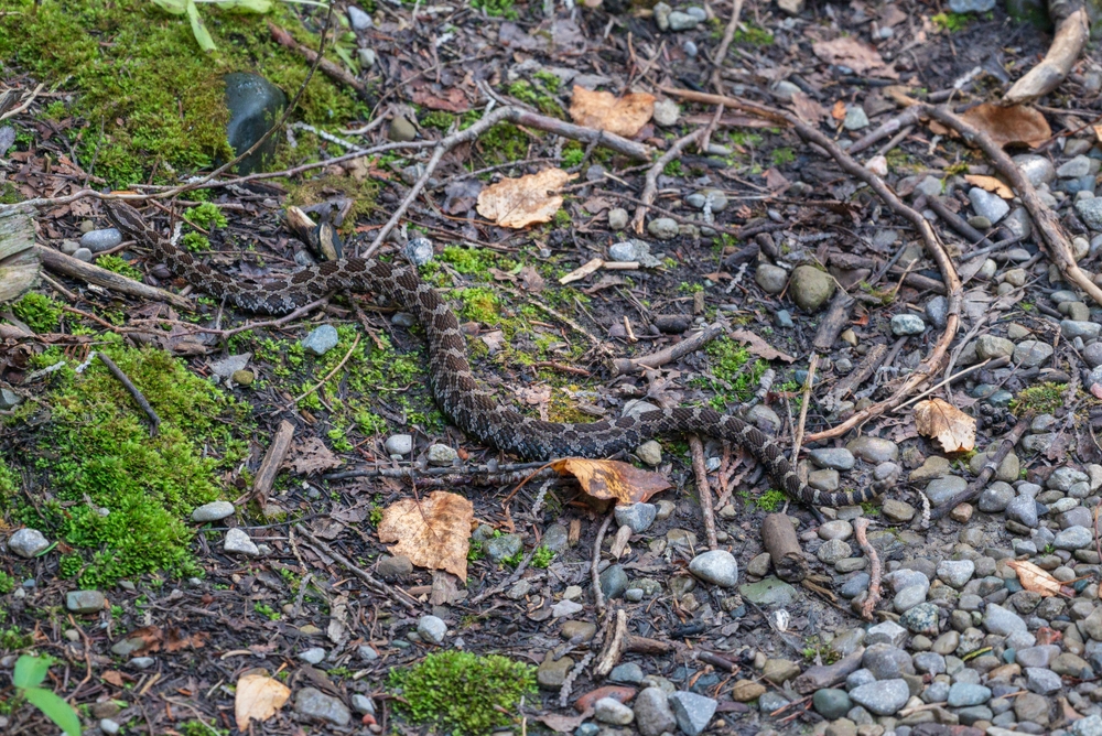 Eastern massasauga