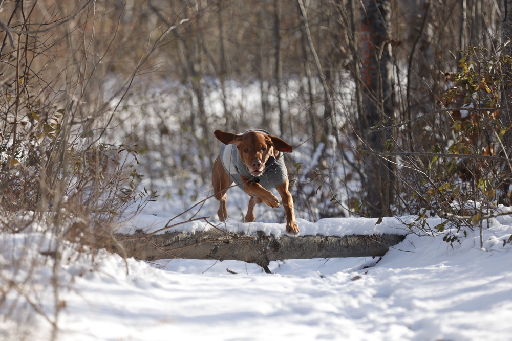 dog jumping over a log