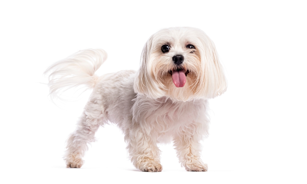 dog wagging its tail