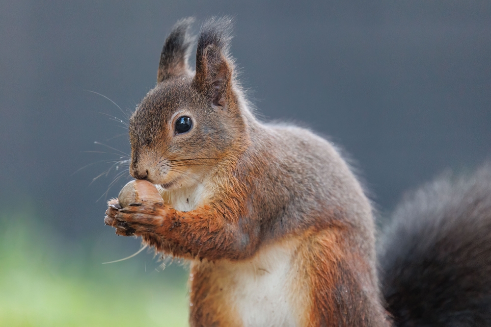 squirrel with an acorn