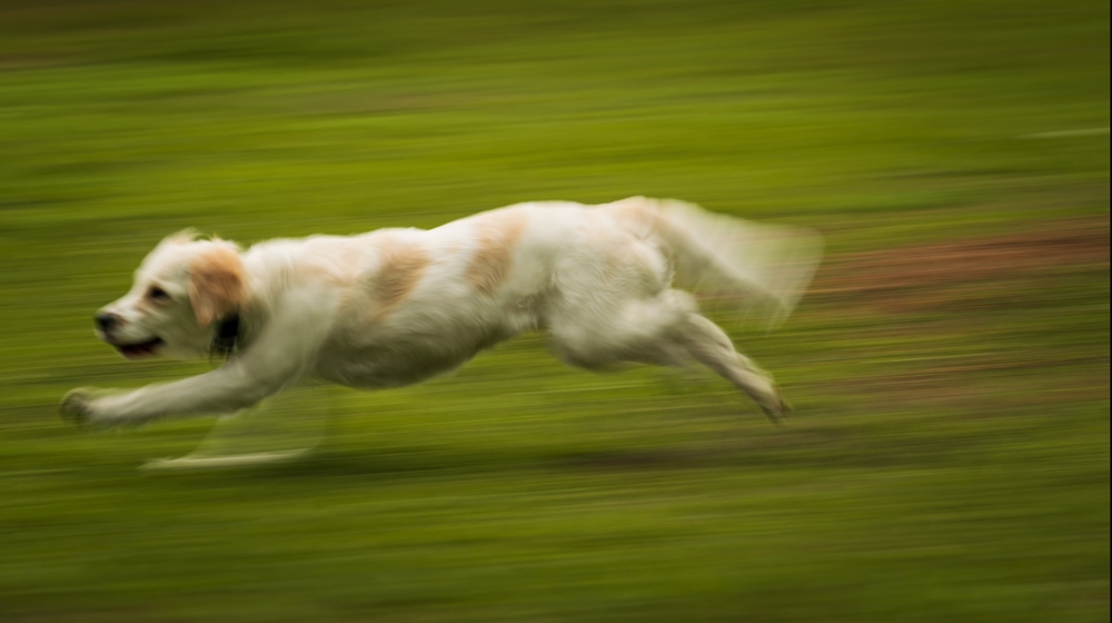 dog running, doing zoomies