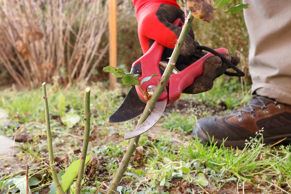 pruning rambling rose in winter