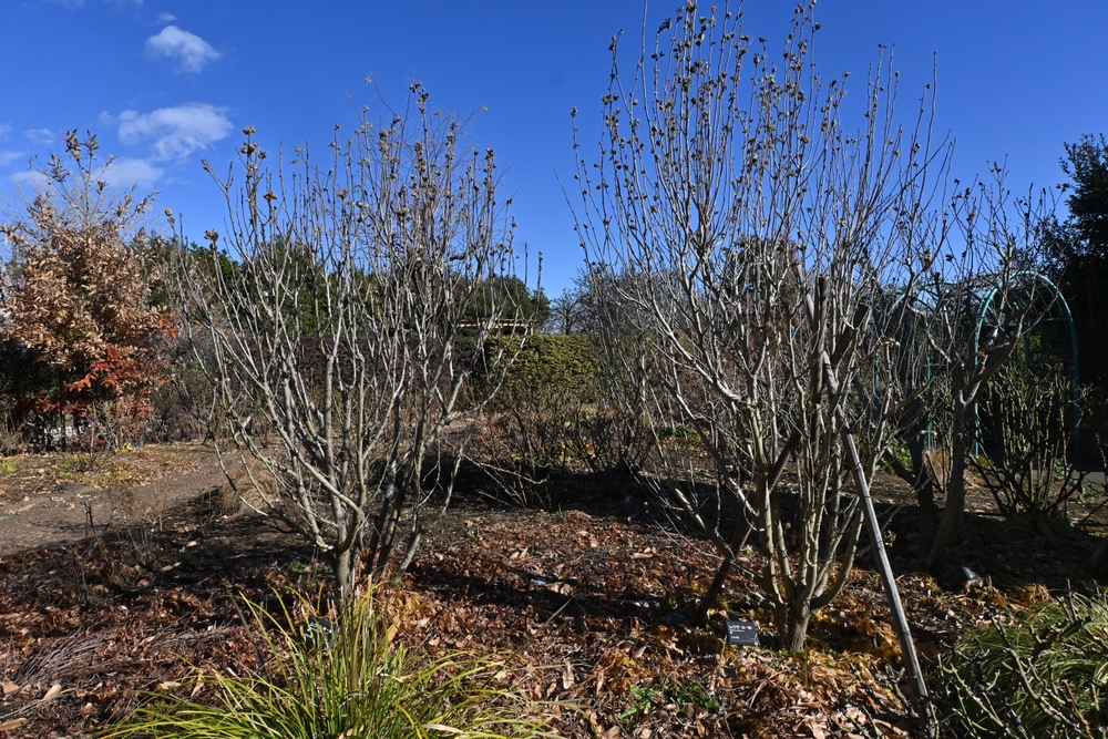rose of Sharon in winter