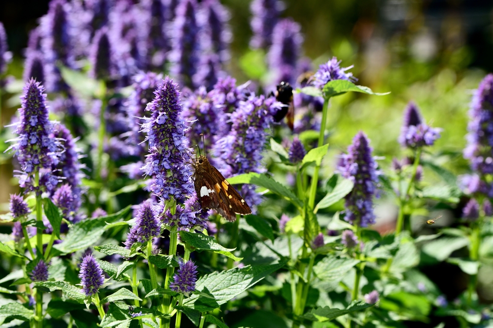 Agastache