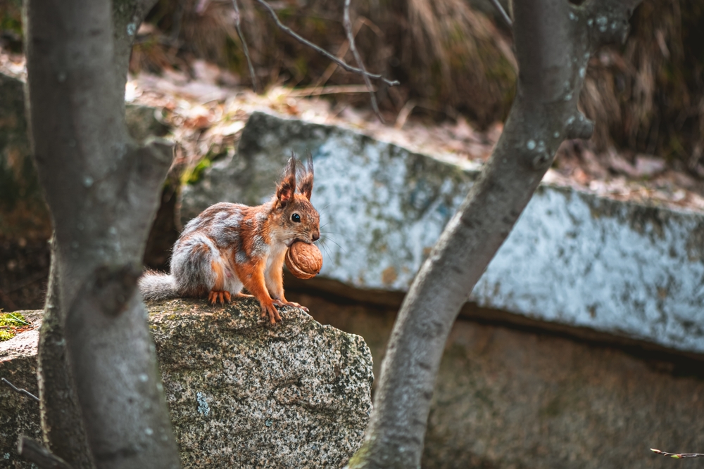 squirrel with a walnut