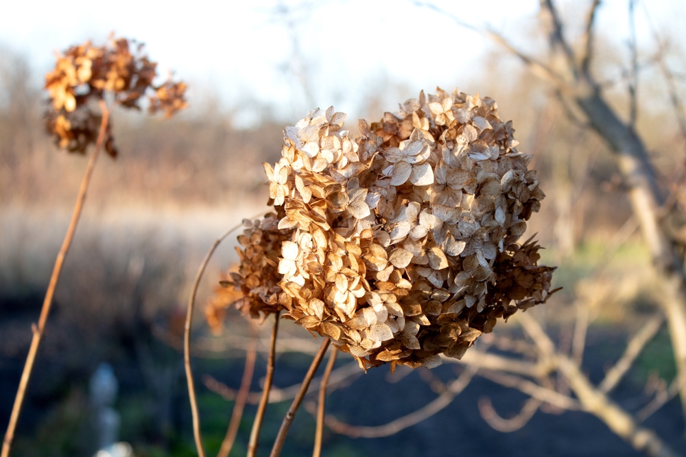 smooth hydrangea in winter