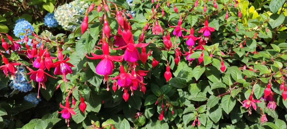 Fuchsia