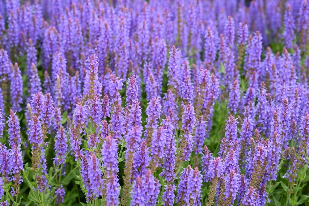 Salvia