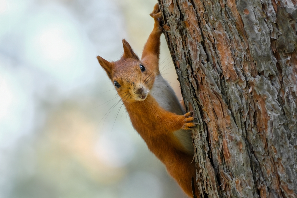 squirrel on a tree