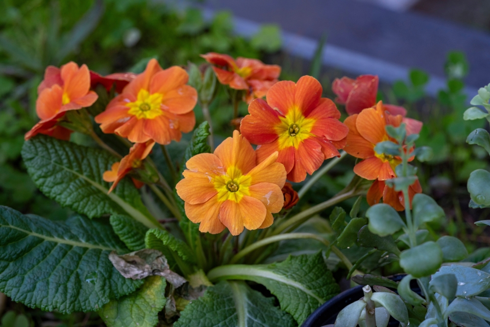 Kalanchoe