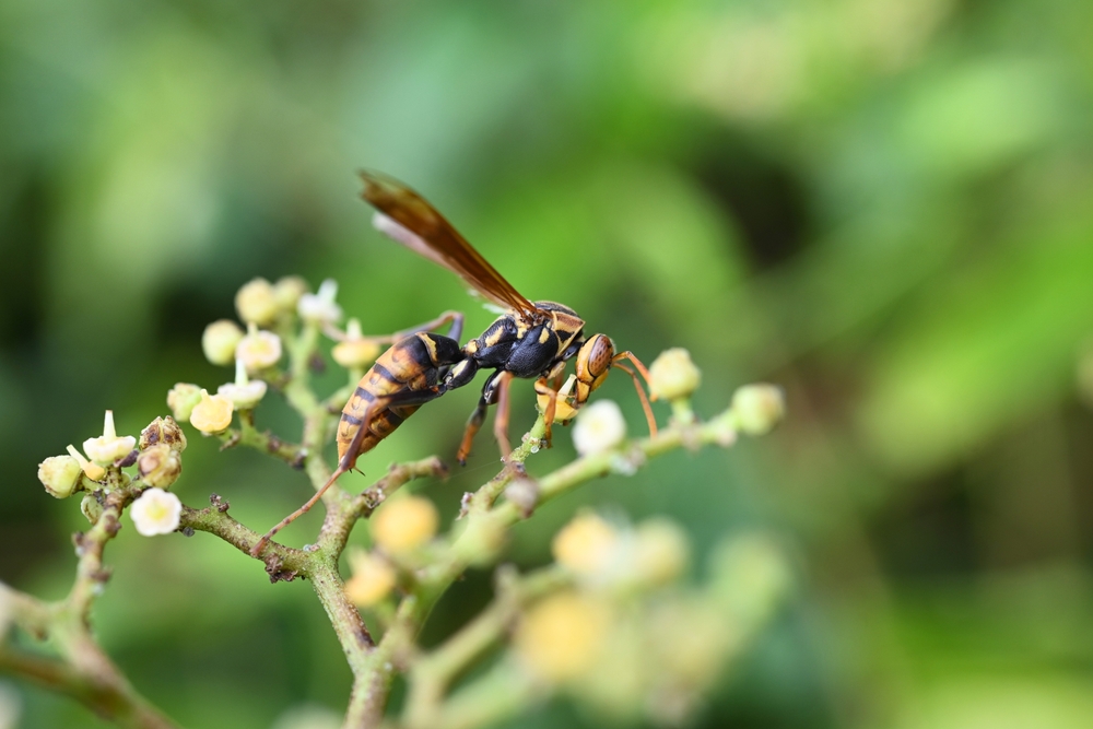 Paper wasp