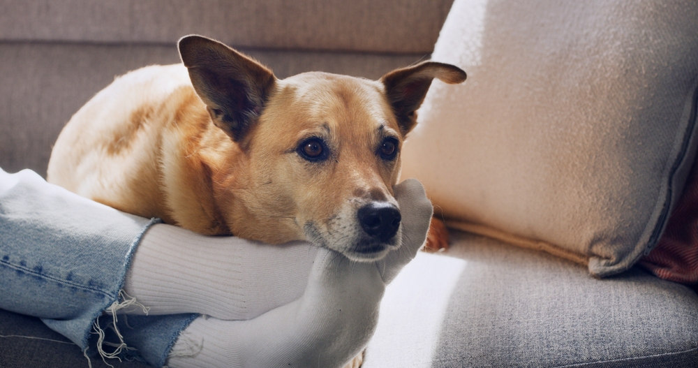 dog laying on owners feet