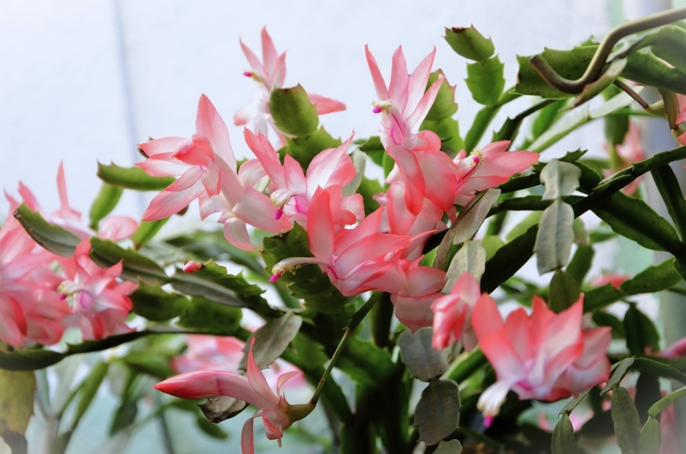 Holiday cactus