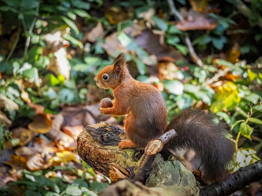 red squirrel 